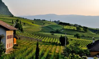 vignobles-vin-vallee-du-rhone