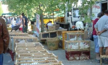 Web - Marché Louhans © OTPBB