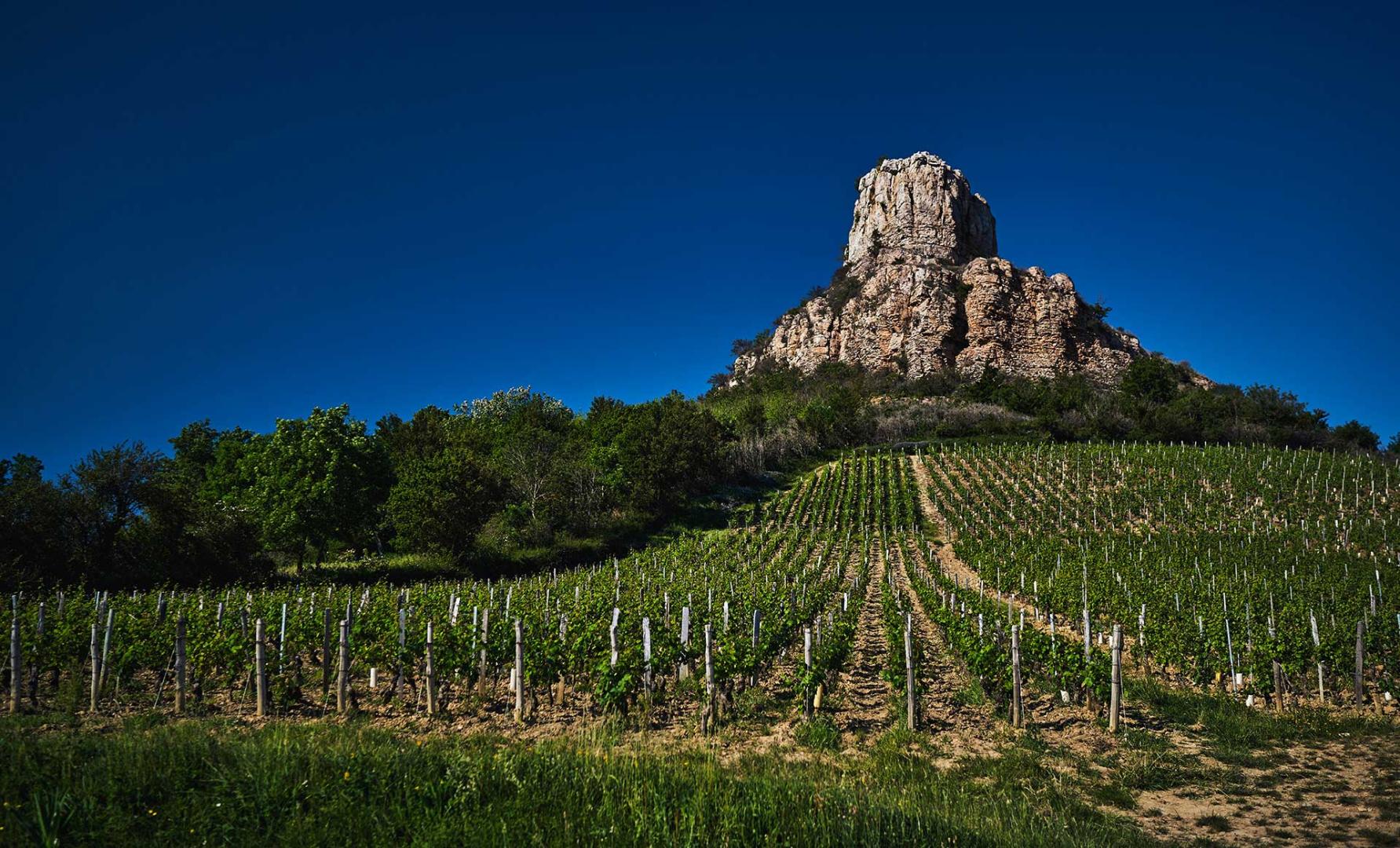 Vignoble & Vins De Bourgogne