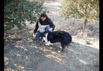 Cavage avec le chien - Ferme Les Eybrachas