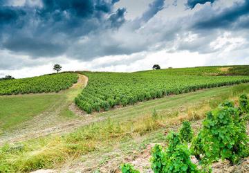 Paysage Beaujolais