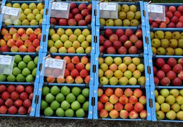 Fête de la Pomme