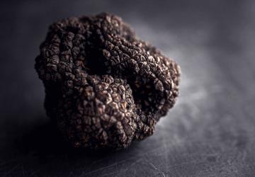 Le secret de la truffe et du vin à Montine