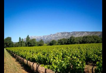 vignes et Montagne Sainte Victoire