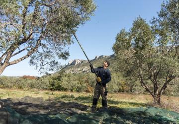 Domaine du Vallon des Glauges ramassage olives
