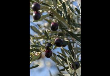 Domaine du Vallon des Glauges olives
