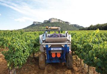 travail de la vigne