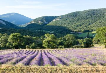 Pique-nique chic au coeur des lavandes - L'essentiel de lavande_La Bégude-de-Mazenc