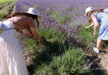 Un Mas en Provence