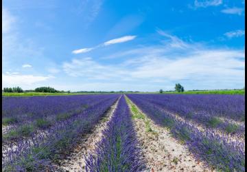 Un Mas en Provence