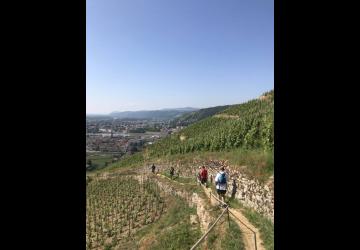 randovigne-terres-de-syrah