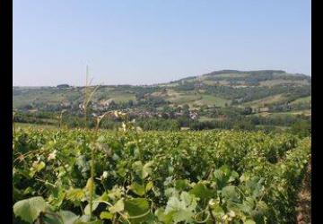 Vignes des Hautes Côtes