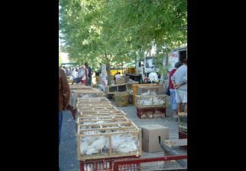 Web - Marché Louhans © OTPBB